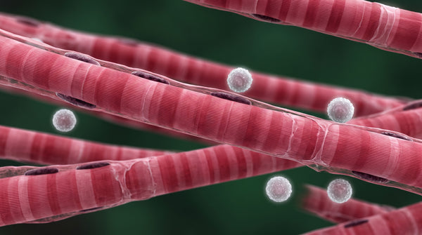 Kaname muscle fibres and immune cells